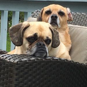 Meet your Posher, Renee